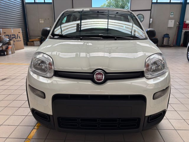 Fiat Panda 1.0 FireFly S&S Hybrid usato a CASSINO