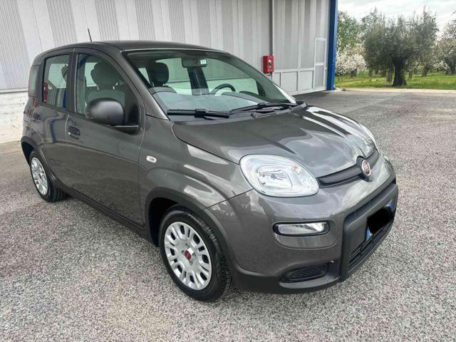 Fiat Panda 1.0 FireFly S&S Hybrid usato a CALVI RISORTA